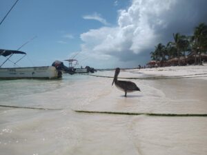 PLAYA-AKUMAL-01