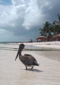 PLAYA-AKUMAL-09